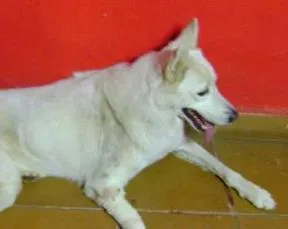 Cachorro ra a pastor belga idade 7 a 11 meses nome não sei