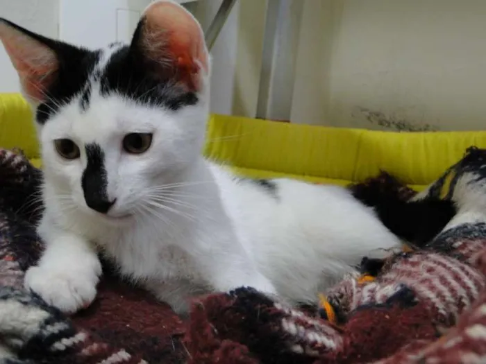 Gato raça SRD idade 2 a 6 meses nome Leonard