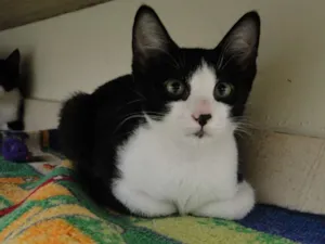 Gato raça SRD idade 2 a 6 meses nome Sheldon