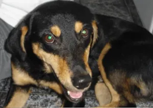 Cachorro raça SRD idade 1 ano nome Pancho