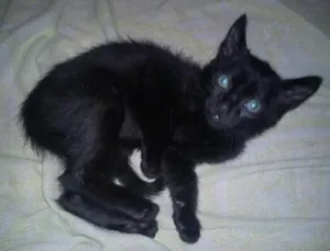 Gato raça SRD idade Abaixo de 2 meses nome sem nome