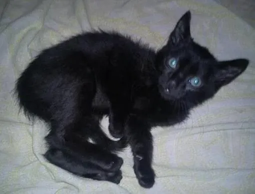 Gato ra a SRD idade Abaixo de 2 meses nome sem nome