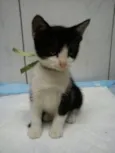 TECO