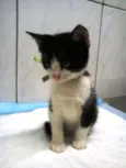 TECO