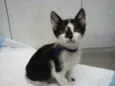 TOM