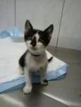 TOM