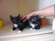 PINGUIM E ORQUINHA