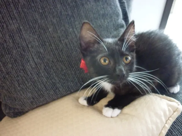 Gato ra a SRD idade 2 a 6 meses nome PINGUINZINHA