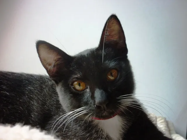 Gato ra a SRD idade 2 a 6 meses nome PINGUINZINHA