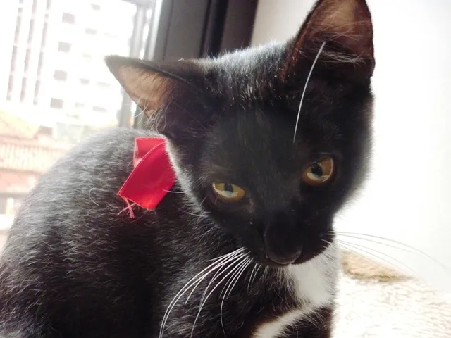 Gato ra a SRD idade 2 a 6 meses nome PINGUINZINHA