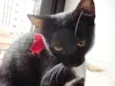 PINGUINZINHA