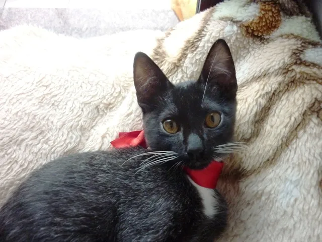 Gato ra a SRD idade 2 a 6 meses nome PINGUINZINHA