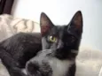 PINGUINZINHA