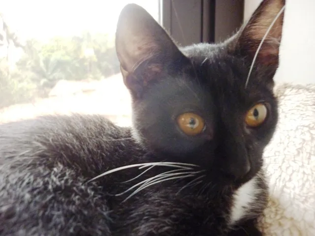 Gato ra a SRD idade 2 a 6 meses nome PINGUINZINHA