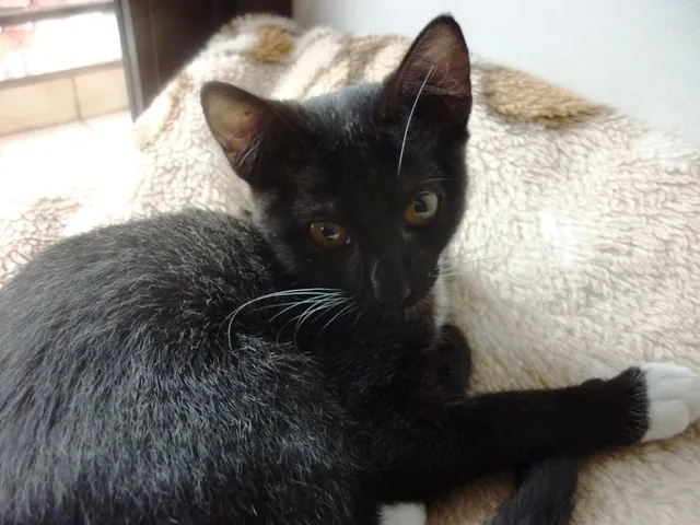 Gato ra a SRD idade 2 a 6 meses nome PINGUINZINHA