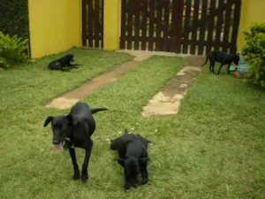 Cachorro raça srd idade 2 a 6 meses nome pretinho