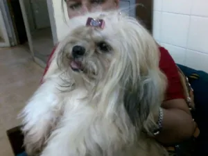 Cachorro raça Lhasa Apso idade 1 ano nome s