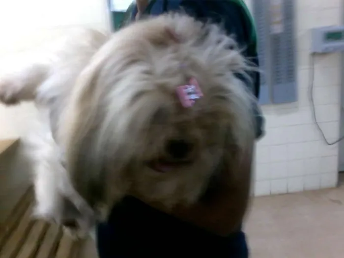 Cachorro ra a Lhasa Apso idade 1 ano nome s