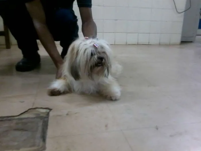 Cachorro ra a Lhasa Apso idade 1 ano nome s