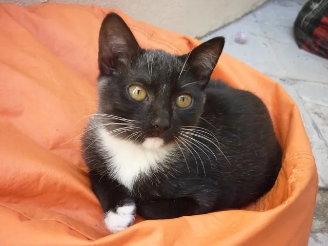 Gato ra a SRD idade 2 a 6 meses nome ORQUINHA