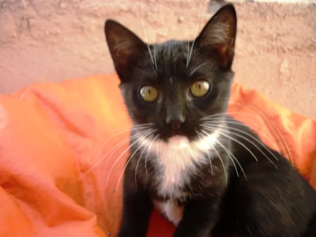 Gato ra a SRD idade 2 a 6 meses nome ORQUINHA