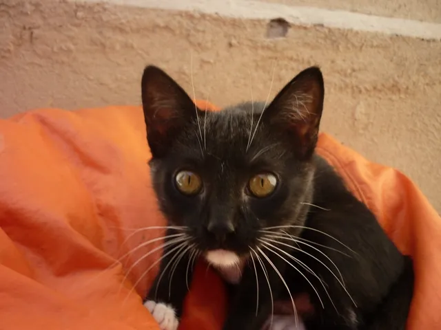Gato ra a SRD idade 2 a 6 meses nome ORQUINHA