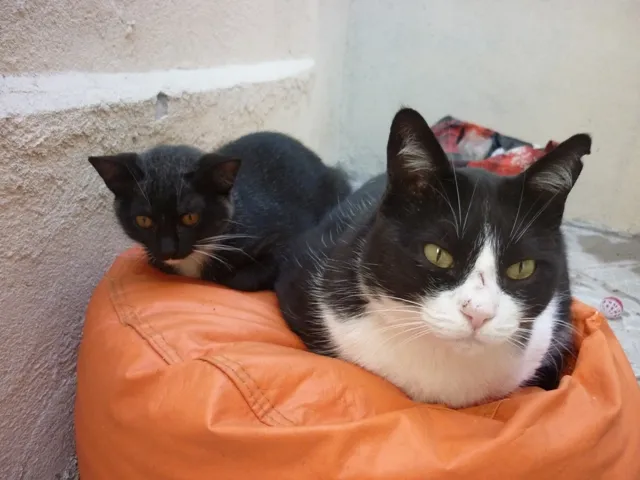 Gato ra a SRD idade 2 a 6 meses nome ORQUINHA