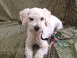 Cachorro raça Poodle idade 2 anos nome Miguel