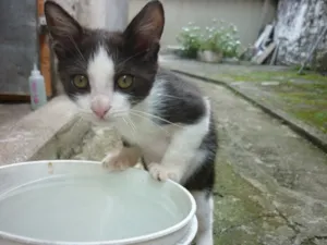 Gato raça SRD idade 2 a 6 meses nome ROBOCOP