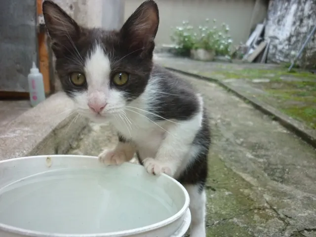 Gato ra a SRD idade 2 a 6 meses nome ROBOCOP