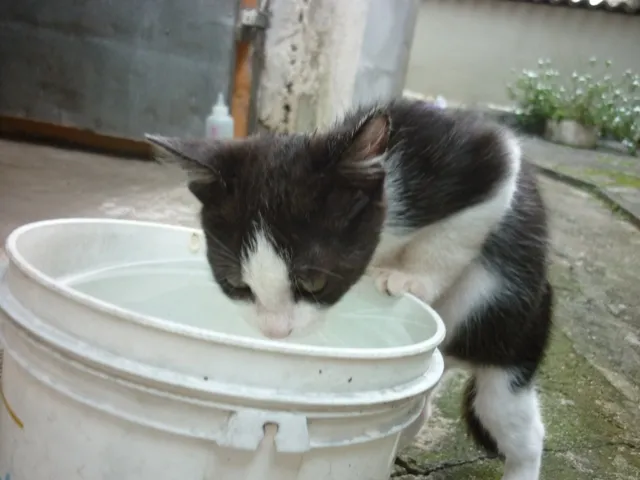 Gato ra a SRD idade 2 a 6 meses nome ROBOCOP