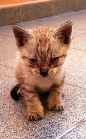 Gato raça SRD idade Abaixo de 2 meses nome Chulé