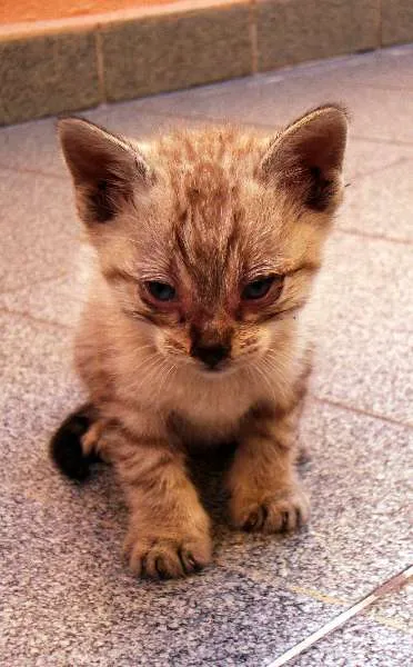 Gato ra a SRD idade Abaixo de 2 meses nome Chulé