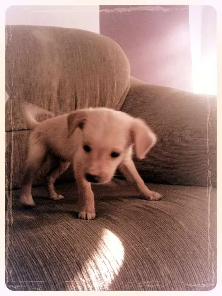 Cachorro raça SRD idade Abaixo de 2 meses nome Marley