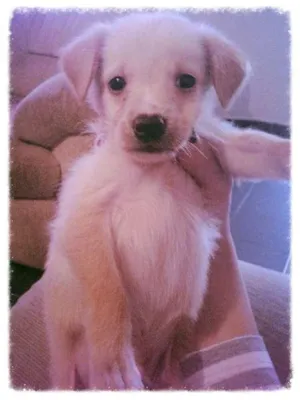 Cachorro raça SRD idade Abaixo de 2 meses nome Marley