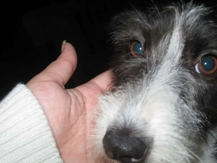 Cachorro raça indefinida idade 1 ano nome Sofia