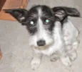 Sofia