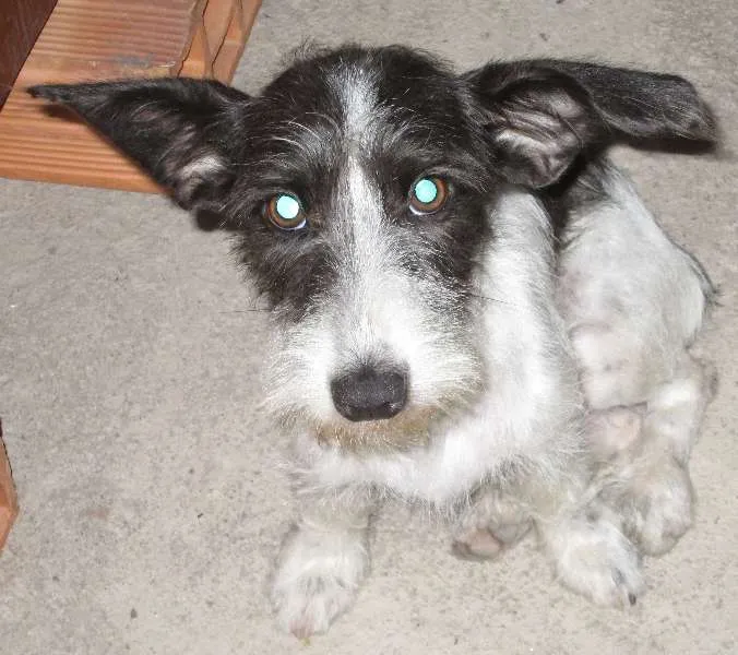 Cachorro raça indefinida idade 1 ano nome Sofia