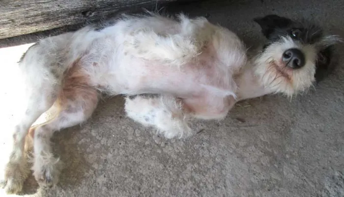 Cachorro raça indefinida idade 1 ano nome Sofia