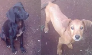 Cachorro raça viralata   idade 2 a 6 meses nome neguiha 