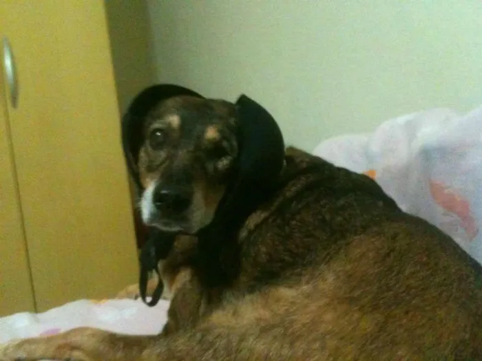 Cachorro ra a SRD idade 6 ou mais anos nome RHANIA