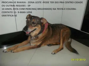 Cachorro raça SRD idade 6 ou mais anos nome RHANIA