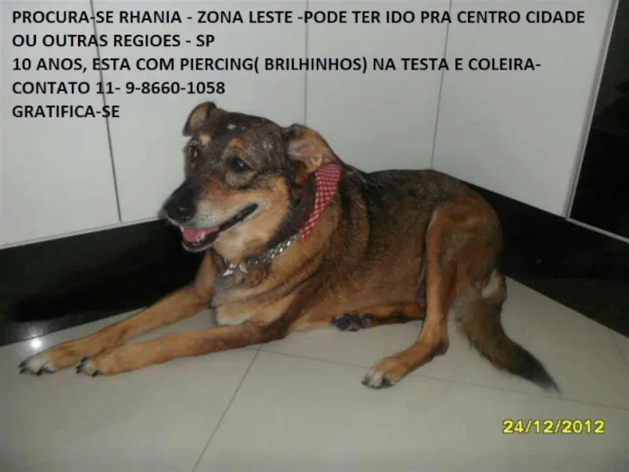 Cachorro ra a SRD idade 6 ou mais anos nome RHANIA
