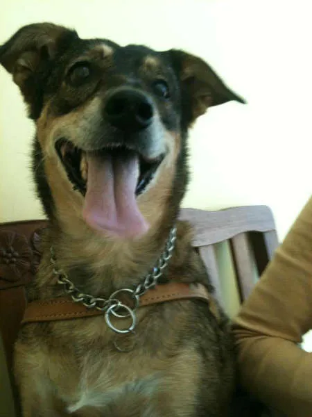 Cachorro ra a SRD idade 6 ou mais anos nome RHANIA