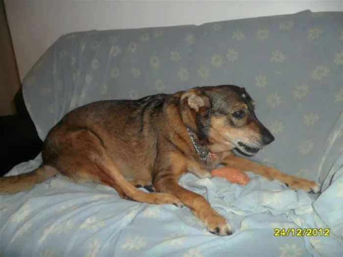 Cachorro ra a SRD idade 6 ou mais anos nome RHANIA