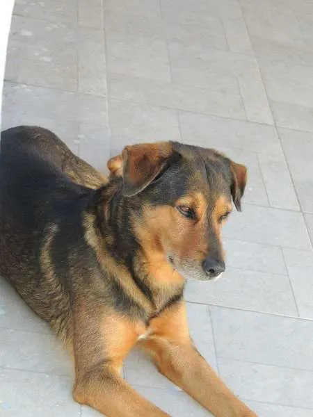Cachorro ra a Vira lata com Rotweiller idade 6 ou mais anos nome Mike