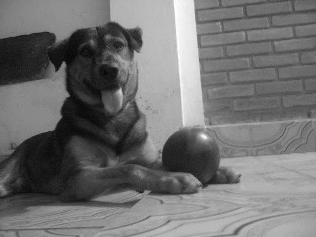 Cachorro ra a Vira lata com Rotweiller idade 6 ou mais anos nome Mike