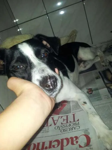 Cachorro ra a fox paulistinha idade 1 ano nome Thor 