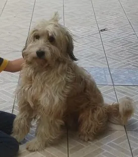 Cachorro raça ?? idade 2 anos nome VAUSTER