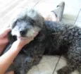 Charlota